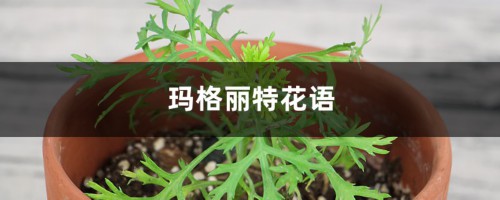 玛格丽特花语