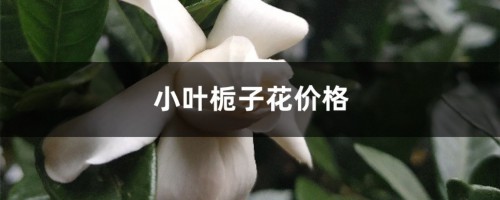 小叶栀子花价格