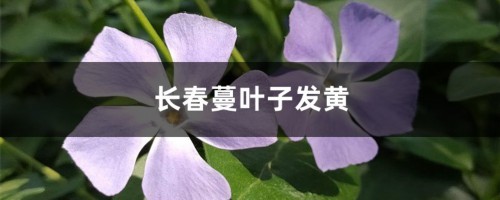 长春蔓黄叶的原因和处理办法