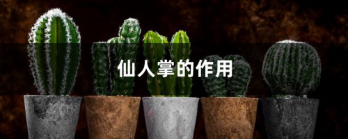 仙人掌的介绍，仙人掌的作用